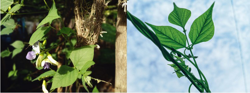 H&igrave;nh ảnh được chụp từ camera của Samsung Galaxy A12